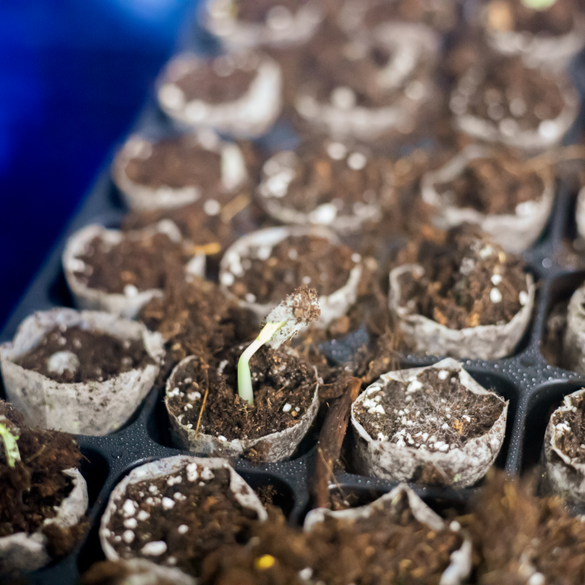 Cómo cultivamos algarrobos – Proceso de producción y beneficios